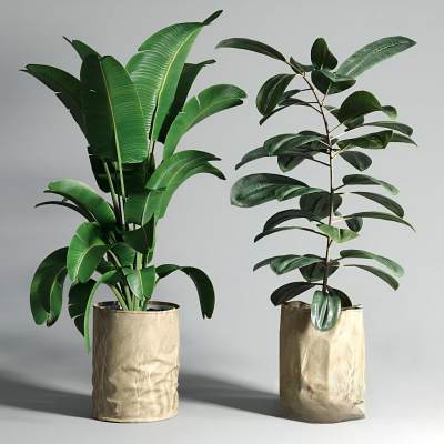 现代植物盆栽-38